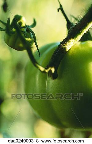 Stock Photo - Green tomatoes growing on vine. Fotosearch