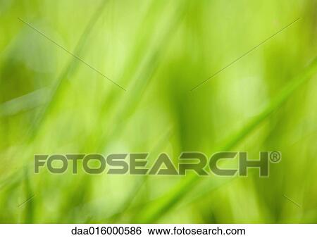 Green vegetation, full frame, defocused View Large Photo Image Stock Photograph - Green vegetation, full frame, defocused. Fotosearch