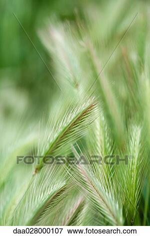 Green wheat, close-up View Large Photo Image Stock Photo - Green wheat, close-up. Fotosearch