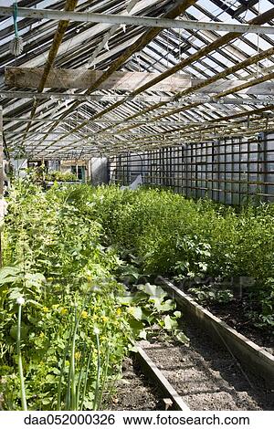 Greenhouse agriculture View Large Photo Image Stock Photograph - Greenhouse agriculture. Fotosearch