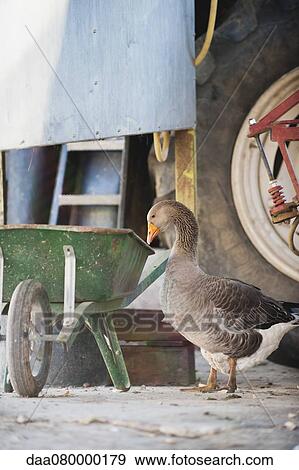 Stock Photo - Greylag goose (Anser anser). Fotosearch