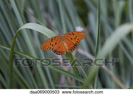 Stock Image - Gulf fritillary butterfly on blade of grass. Fotosearch