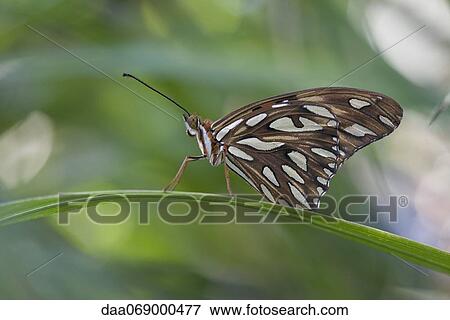 Gulf fritillary butterfly on blade of leaf View Large Photo Image Stock Photo - Gulf fritillary butterfly on blade of leaf. Fotosearch