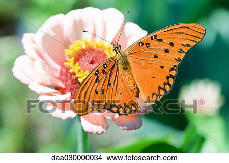 Gulf Fritillary butterfly on flower View Large Photo Image Picture - Gulf Fritillary butterfly on flower. Fotosearch
