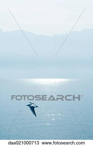 Gull flying over lake View Large Photo Image Stock Image - Gull flying over lake. Fotosearch
