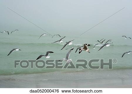 Gulls flying over beach View Large Photo Image Stock Photograph - Gulls flying over beach. Fotosearch