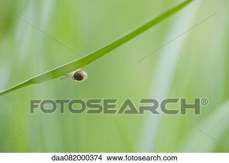 Picture - Hairy snail crawling on leaf. Fotosearch