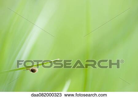 Stock Image - Hairy snail crawling on leaf. Fotosearch