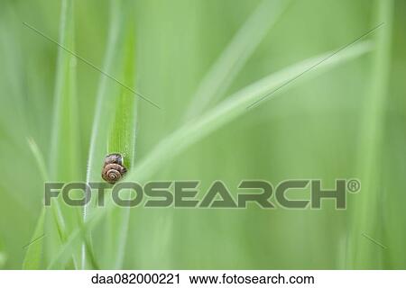 Stock Image - Hairy snail on leaf. Fotosearch