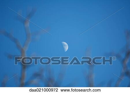 Half moon in blue sky, branches in foreground View Large Photo Image Stock Image - Half moon in blue sky, branches in foreground. Fotosearch