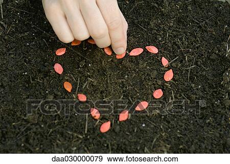 Stock Photo - Hand arranging seeds in heart shape on soil. Fotosearch