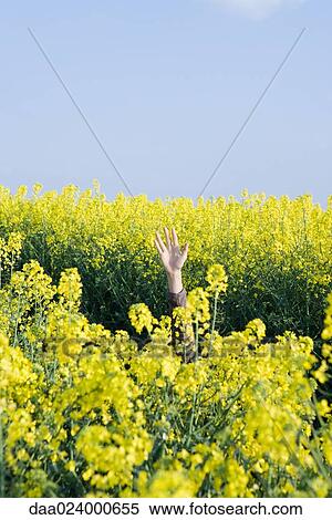 Hand emerging from field of canola View Large Photo Image Stock Photography - Hand emerging from field of canola. Fotosearch