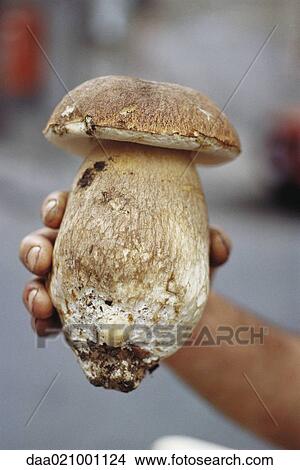 Hand holding cep mushroom View Large Photo Image Picture - Hand holding cep mushroom. Fotosearch