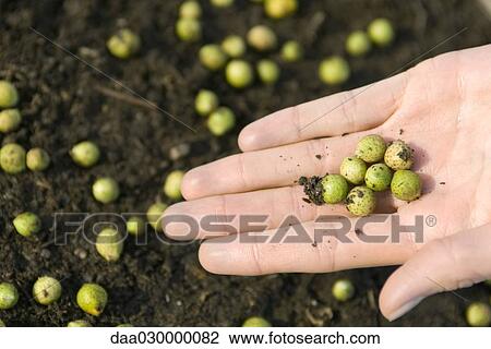 Hand holding green seeds View Large Photo Image Stock Image - Hand holding green seeds. Fotosearch