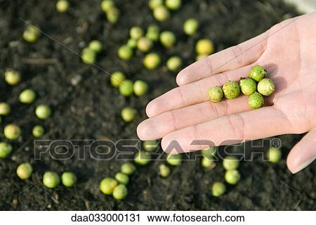 Stock Image - Hand holding green seeds. Fotosearch