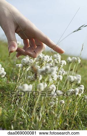 Hand over white flowers in meadow, cropped View Large Photo Image Stock Image - Hand over white flowers in meadow, cropped. Fotosearch