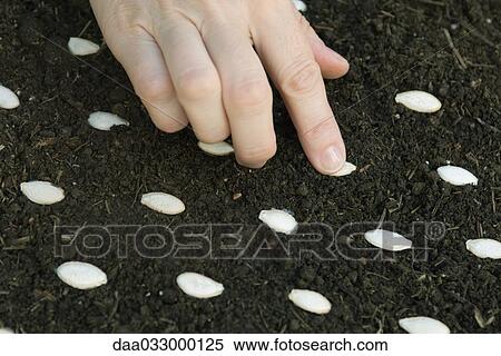Hand sowing a seed in mulch View Large Photo Image Stock Photography - Hand sowing a seed in mulch. Fotosearch