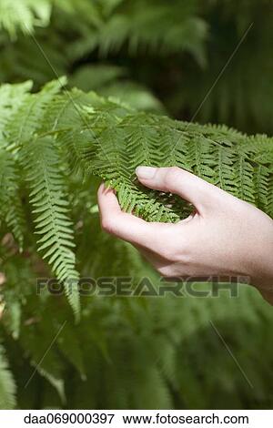 Hand touching fern frond View Large Photo Image Stock Photo - Hand touching fern frond. Fotosearch