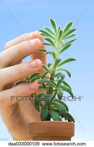 Hand touching succulent plant, close-up View Large Photo Image Stock Photo - Hand touching succulent plant, close-up. Fotosearch