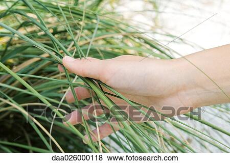 Hand touching tall grass, close-up, cropped View Large Photo Image Stock Photo - Hand touching tall grass, close-up, cropped. Fotosearch
