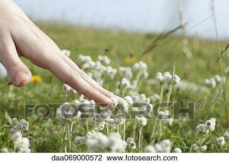 Hand touching white flowers in meadow, cropped View Large Photo Image Stock Image - Hand touching white flowers in meadow, cropped. Fotosearch