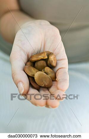 Stock Image - Handful of dry broad beans. Fotosearch