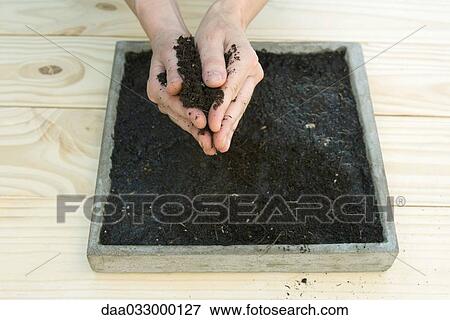 Handful of gardening soil above a tray full of dirt View Large Photo Image Stock Photo - Handful of gardening soil above a tray full of dirt. Fotosearch