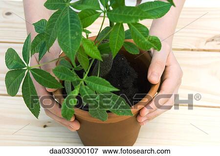 Hands holding potted plant, close-up View Large Photo Image Stock Photo - Hands holding potted plant, close-up. Fotosearch