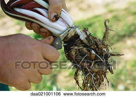 Hands holding radicchio, cutting off roots View Large Photo Image Stock Photograph - Hands holding radicchio, cutting off roots. Fotosearch
