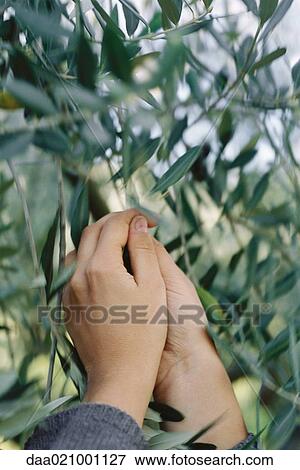 Stock Photo - Hands pulling olives from tree, close-up. Fotosearch