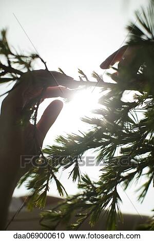 Hands touching tree branch, backlit by sun View Large Photo Image Stock Image - Hands touching tree branch, backlit by sun. Fotosearch