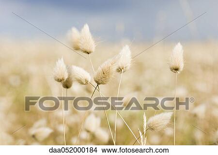 Hare's tail grass (Lagurus ovatus) View Large Photo Image Picture - Hare's tail grass (Lagurus ovatus). Fotosearch