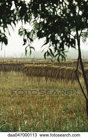 Harvested rice drying on poles, China View Large Photo Image Stock Image - Harvested rice drying on poles, China. Fotosearch