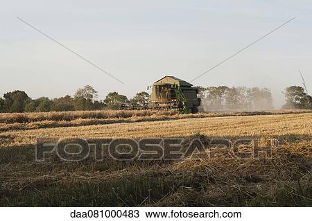 Harvesting wheat with combine harvester View Large Photo Image Stock Image - Harvesting wheat with combine harvester. Fotosearch
