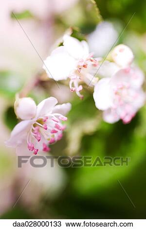 Hawthorn flowers, close-up View Large Photo Image Stock Image - Hawthorn flowers, close-up. Fotosearch