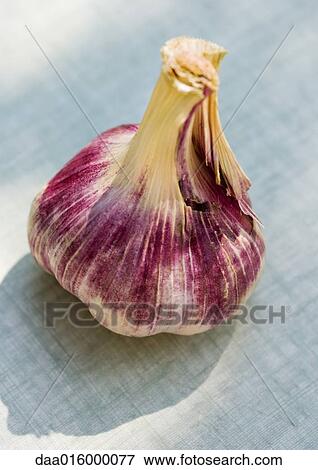 Head of purple garlic View Large Photo Image Stock Photo - Head of purple garlic. Fotosearch
