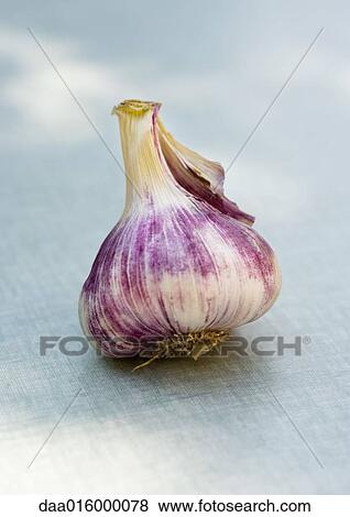 Stock Photo - Head of purple garlic. Fotosearch