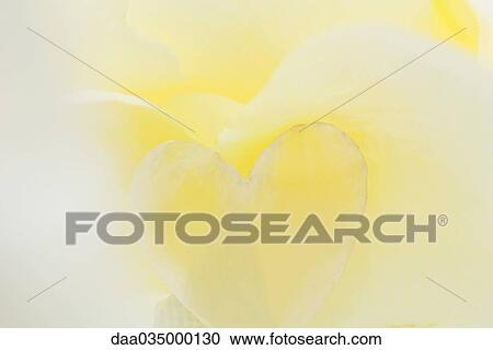 Heart-shape on a yellow background View Large Photo Image Stock Image - Heart-shape on a yellow background. Fotosearch