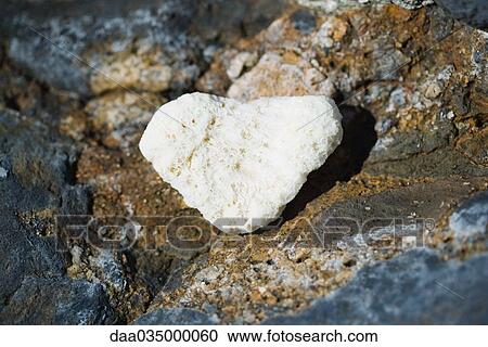 Heart-shaped coral on rocky ground, close-up View Large Photo Image Stock Image - Heart-shaped coral on rocky ground, close-up. Fotosearch