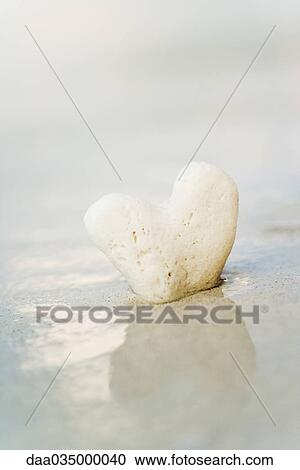 Heart-shaped coral stuck in sand, surrounded by shallow water View Large Photo Image Stock Image - Heart-shaped coral stuck in sand, surrounded by shallow water. Fotosearch