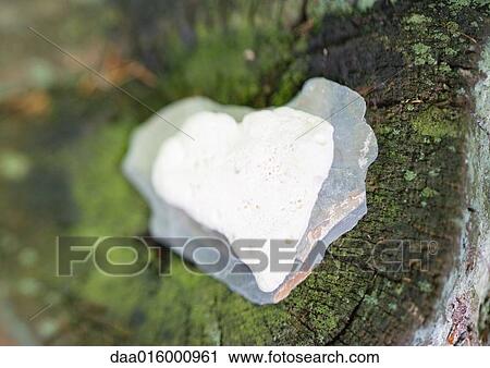 Heart-shaped stone on stump View Large Photo Image Stock Image - Heart-shaped stone on stump. Fotosearch