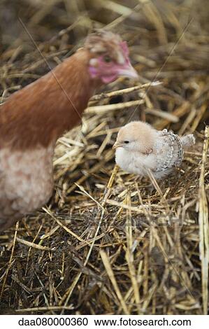 Stock Image - Hen and chick. Fotosearch