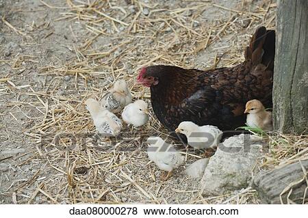 Hen and chicks View Large Photo Image Stock Photo - Hen and chicks. Fotosearch