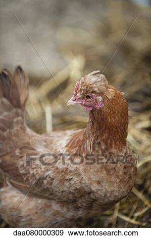 Hen resting on straw View Large Photo Image Stock Photo - Hen resting on straw. Fotosearch