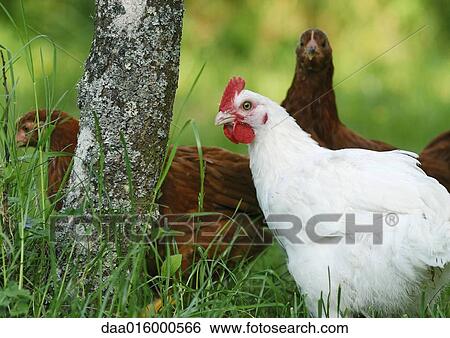 Hens View Large Photo Image Stock Photograph - Hens. Fotosearch
