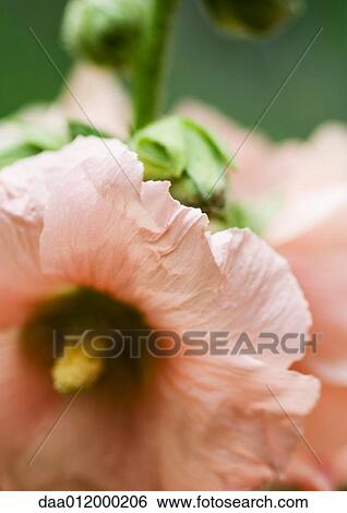 Hibiscus flower View Large Photo Image Stock Photograph - Hibiscus flower. Fotosearch