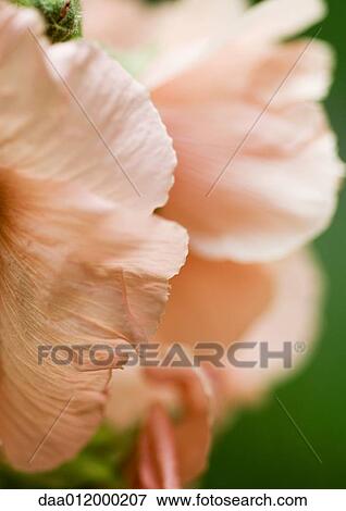 Hibiscus flowers View Large Photo Image Stock Photo - Hibiscus flowers. Fotosearch