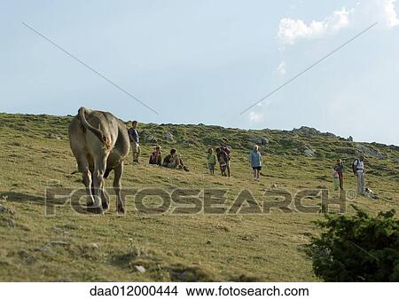 Hikers in pasture, cow in foreground View Large Photo Image Picture - Hikers in pasture, cow in foreground. Fotosearch