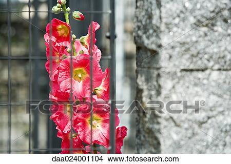 Hollyhocks growing behind gate View Large Photo Image Picture - Hollyhocks growing behind gate. Fotosearch