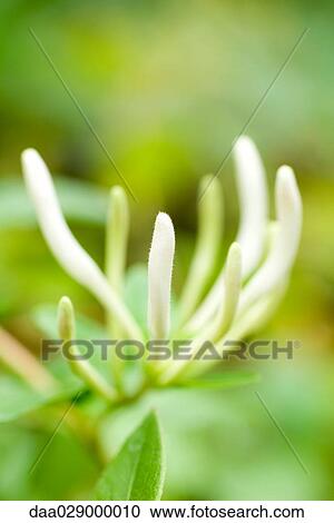 Honeysuckle buds, close-up View Large Photo Image Stock Image - Honeysuckle buds, close-up. Fotosearch